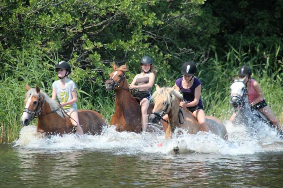 Anden særlig race Daisy (Østerlund's Rumkugle) billede 12