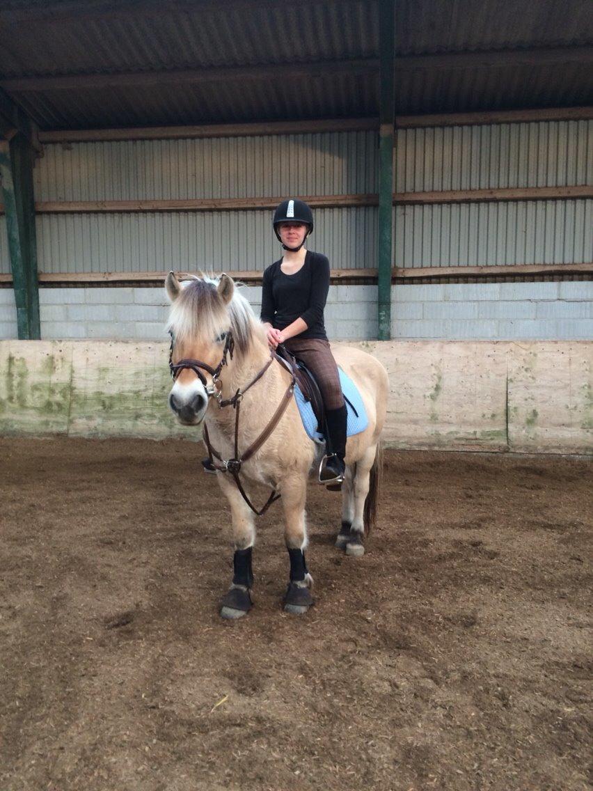Fjordhest Shadow - Velkommen til Shadow's galleri! Smid gerne en kommentar ;-) billede 1