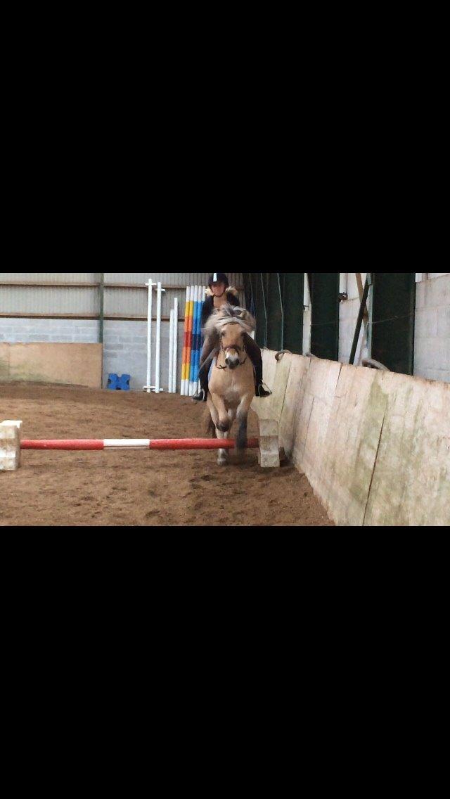 Fjordhest Shadow - Flyv! billede 19