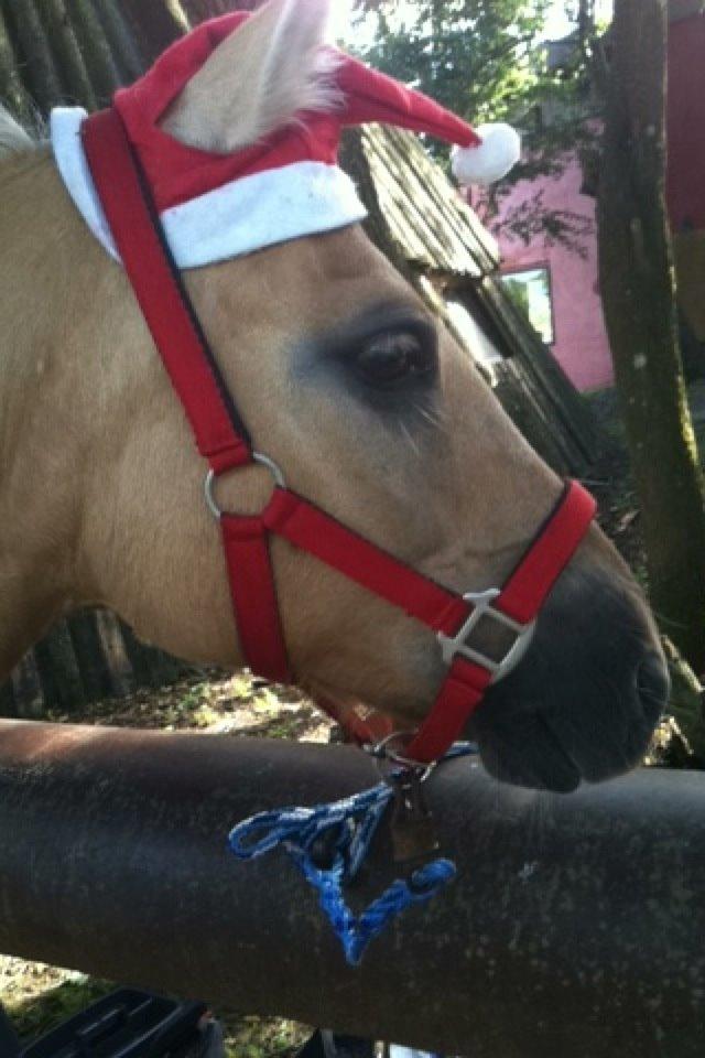 Anden særlig race Daisy (Østerlund's Rumkugle) - På ridelejr til strigekonkurrence :)) billede 7