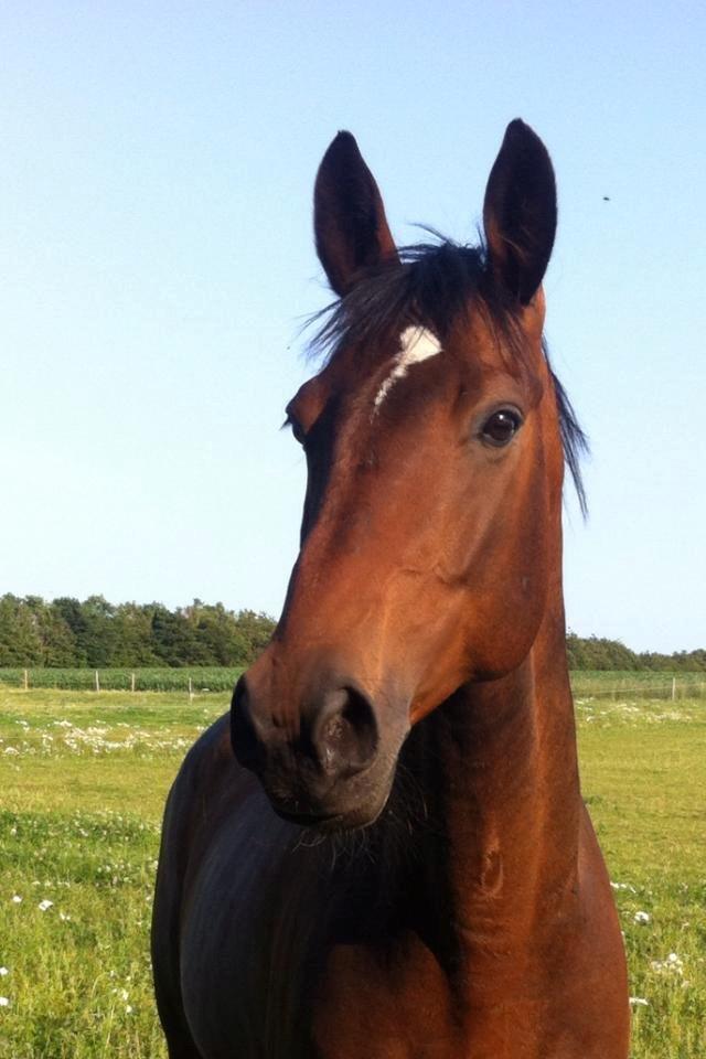 Dansk Varmblod Mister Hot Chocolate Fudge (Lillebror) billede 17