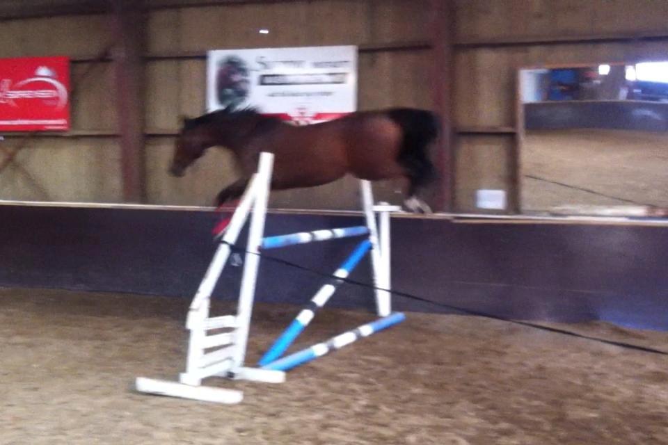 Dansk Varmblod Mister Hot Chocolate Fudge (Lillebror) billede 18