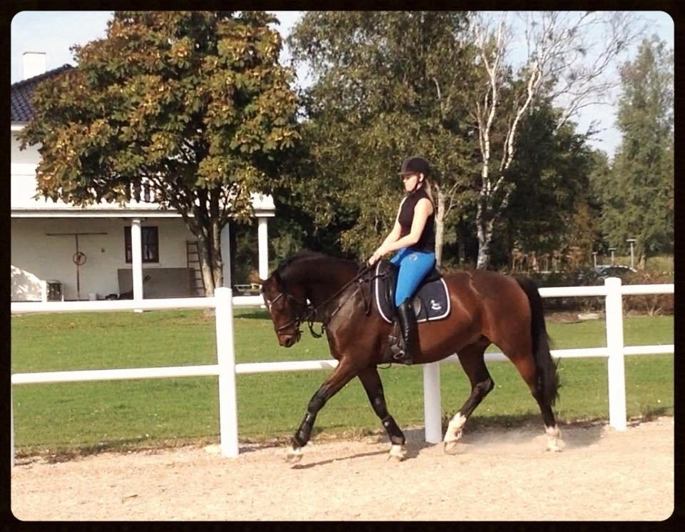 Dansk Varmblod Mister Hot Chocolate Fudge (Lillebror) billede 7