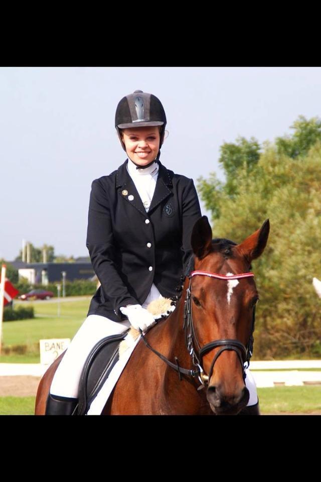 Dansk Varmblod Mister Hot Chocolate Fudge (Lillebror) billede 5