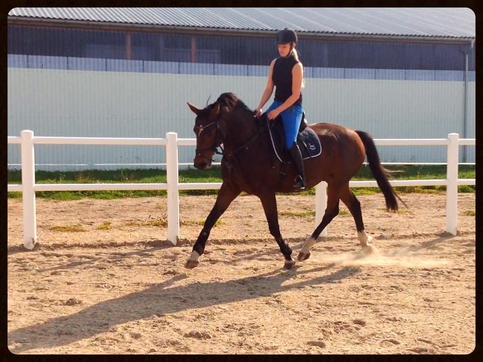 Dansk Varmblod Mister Hot Chocolate Fudge (Lillebror) billede 6