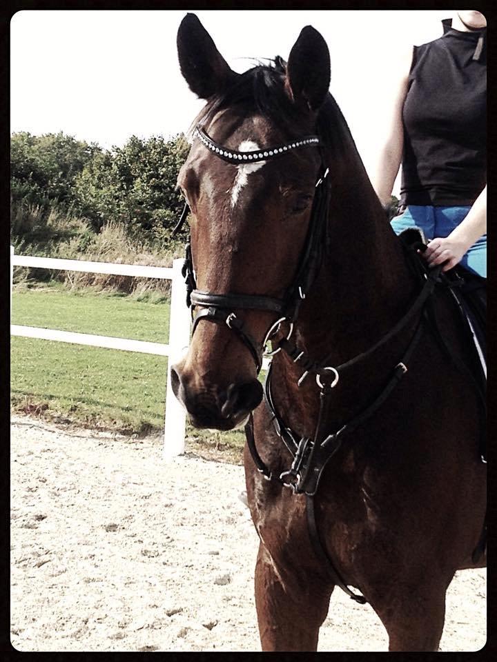 Dansk Varmblod Mister Hot Chocolate Fudge (Lillebror) billede 10