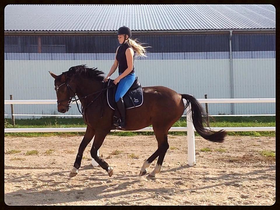 Dansk Varmblod Mister Hot Chocolate Fudge (Lillebror) billede 8