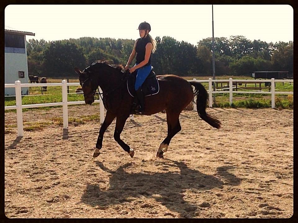 Dansk Varmblod Mister Hot Chocolate Fudge (Lillebror) billede 9