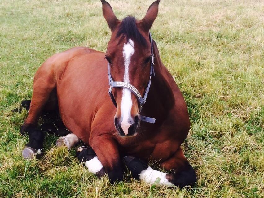 Dansk Varmblod Fantasy [Tidl. part] billede 16