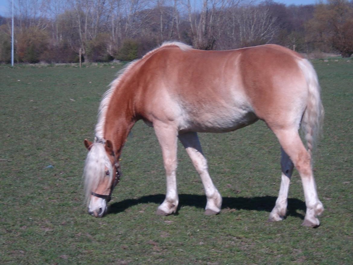 Haflinger Frisergaardens Prilla billede 8