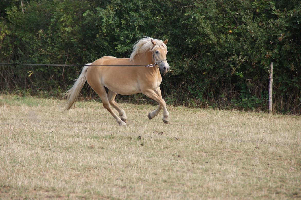 Haflinger Frisergaardens Prilla - 2014 billede 10