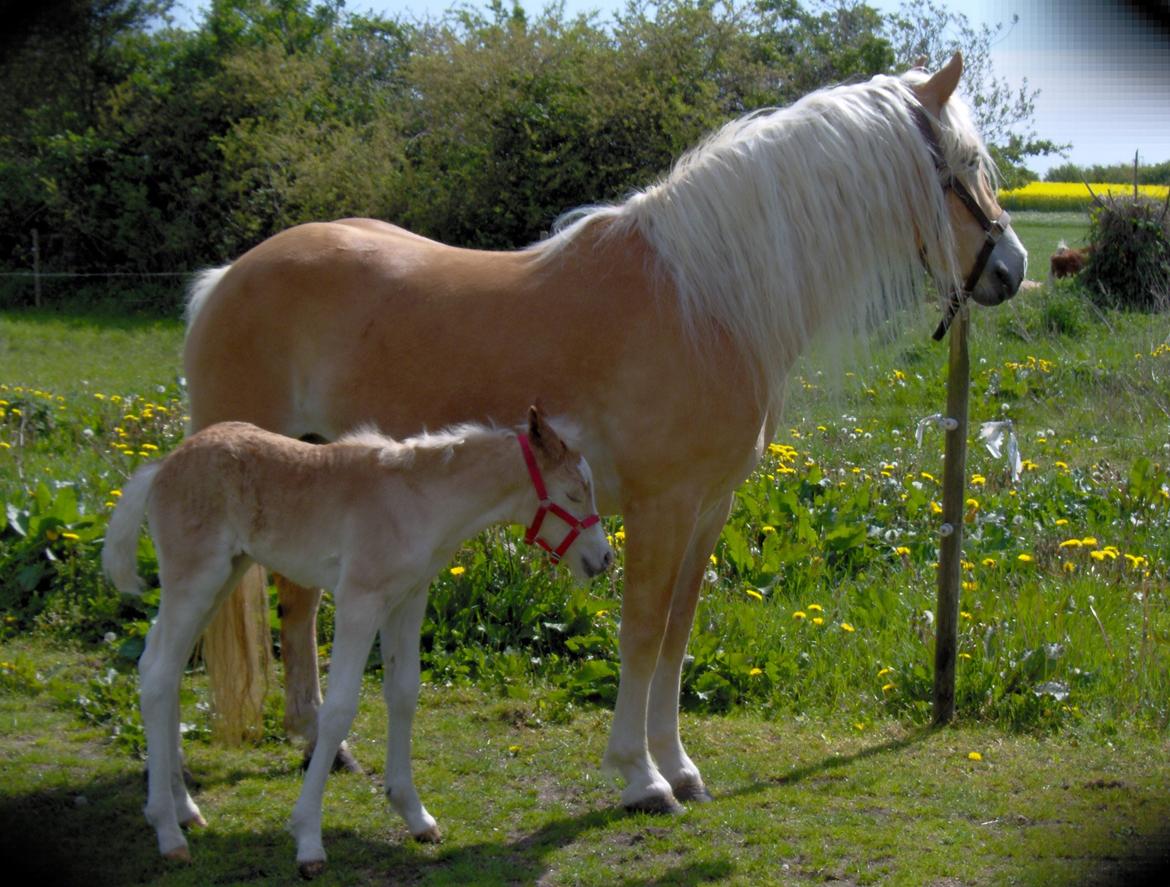 Haflinger Frisergaardens Prilla - Prilla og Winston (første føl) billede 3