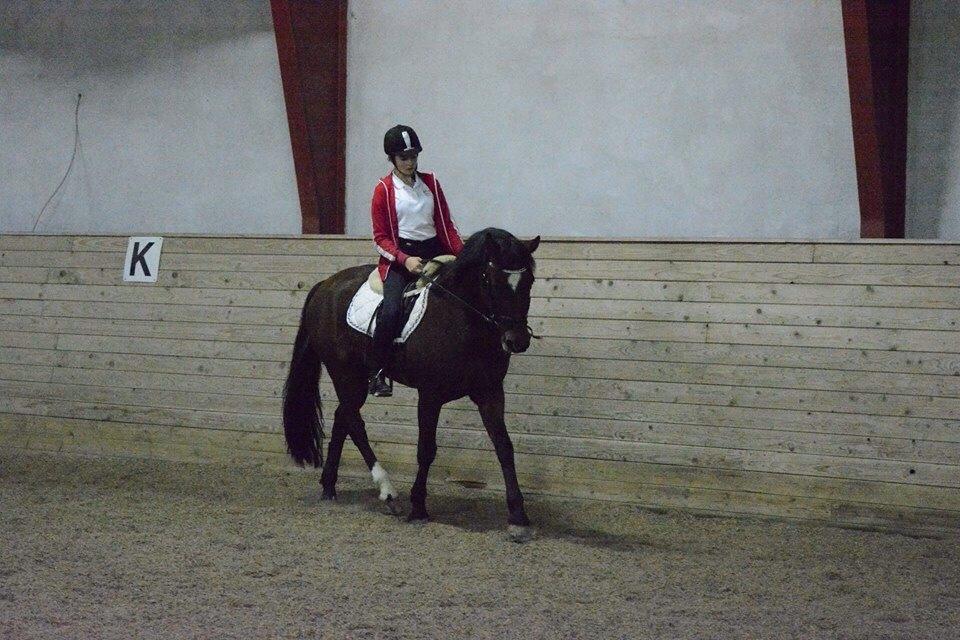 Tysk Sportspony Capper billede 7