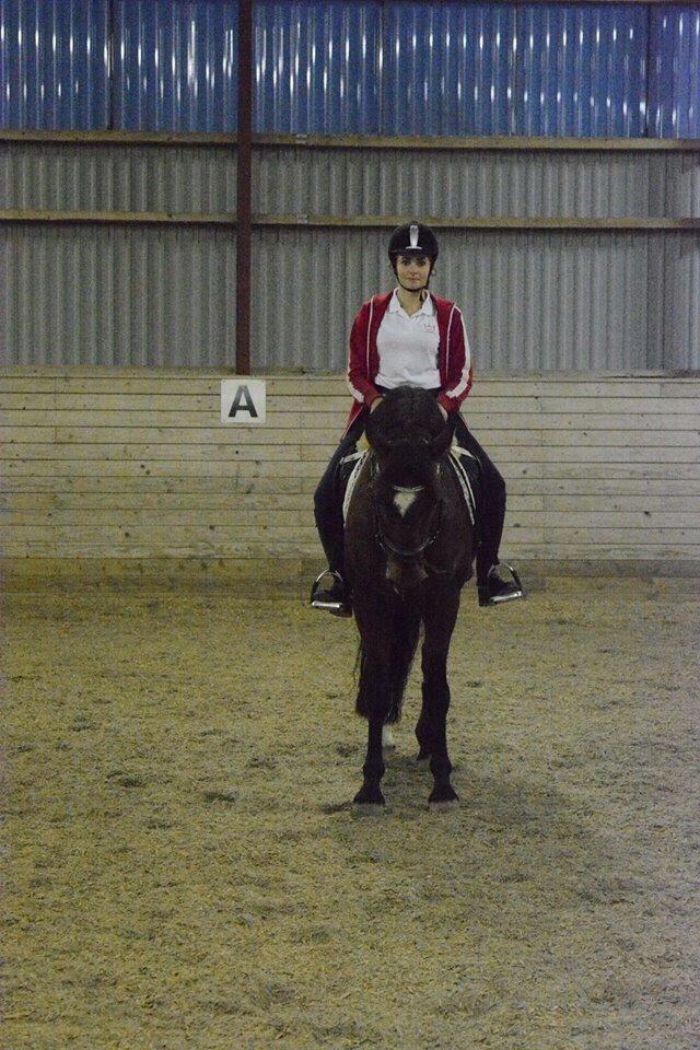 Tysk Sportspony Capper billede 5