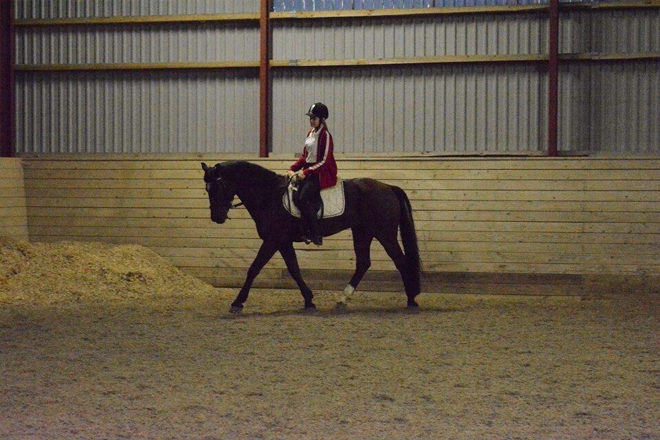 Tysk Sportspony Capper billede 4