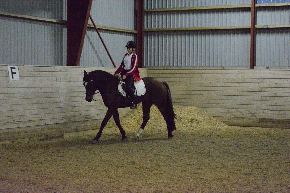 Tysk Sportspony Capper billede 8