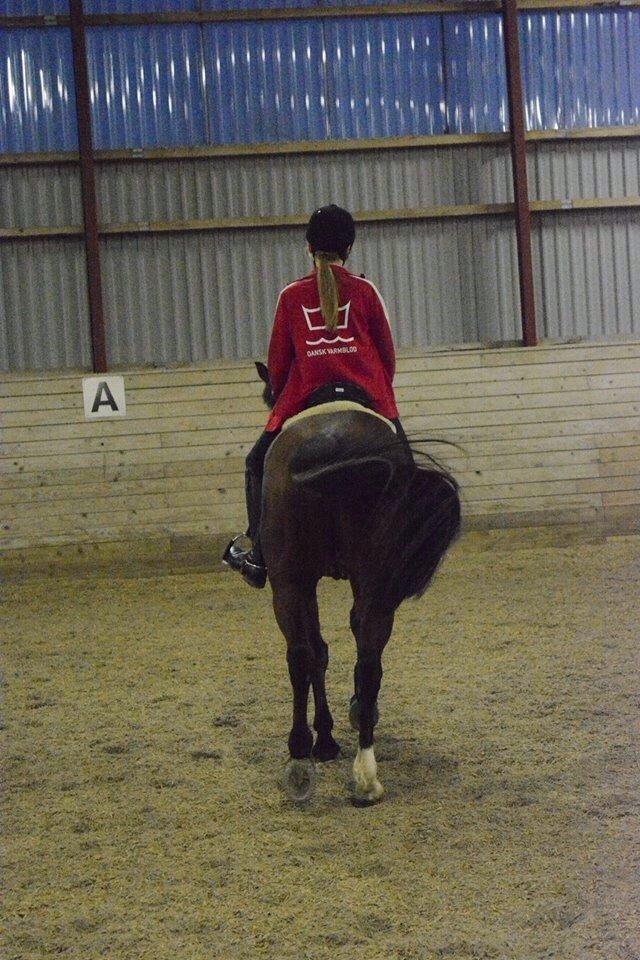 Tysk Sportspony Capper billede 2