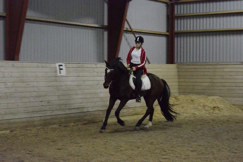 Tysk Sportspony Capper billede 9