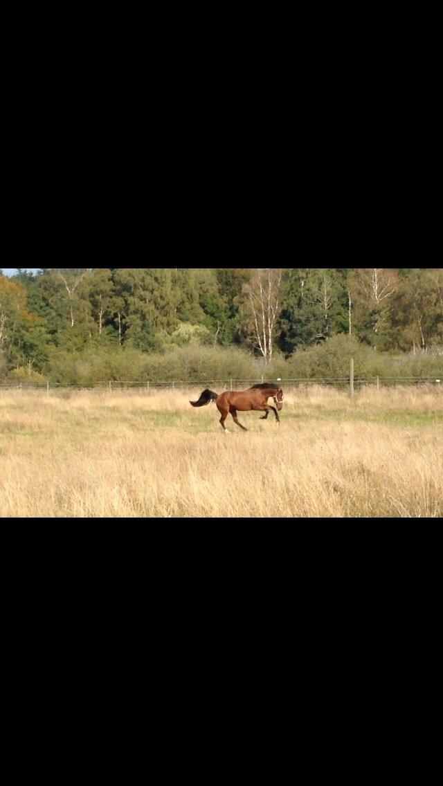 Tysk Sportspony Capper billede 12