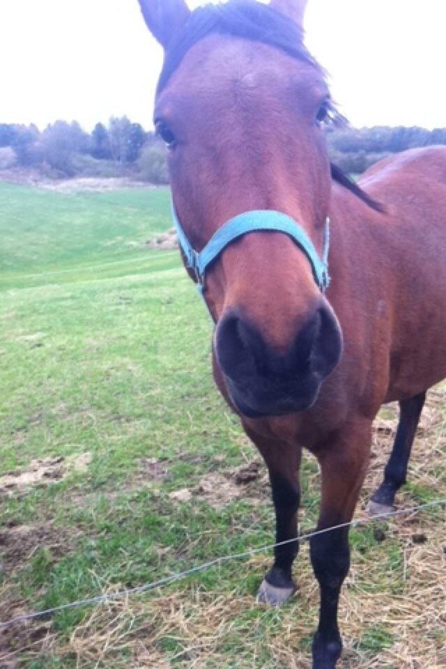 Anden særlig race Darling  billede 13