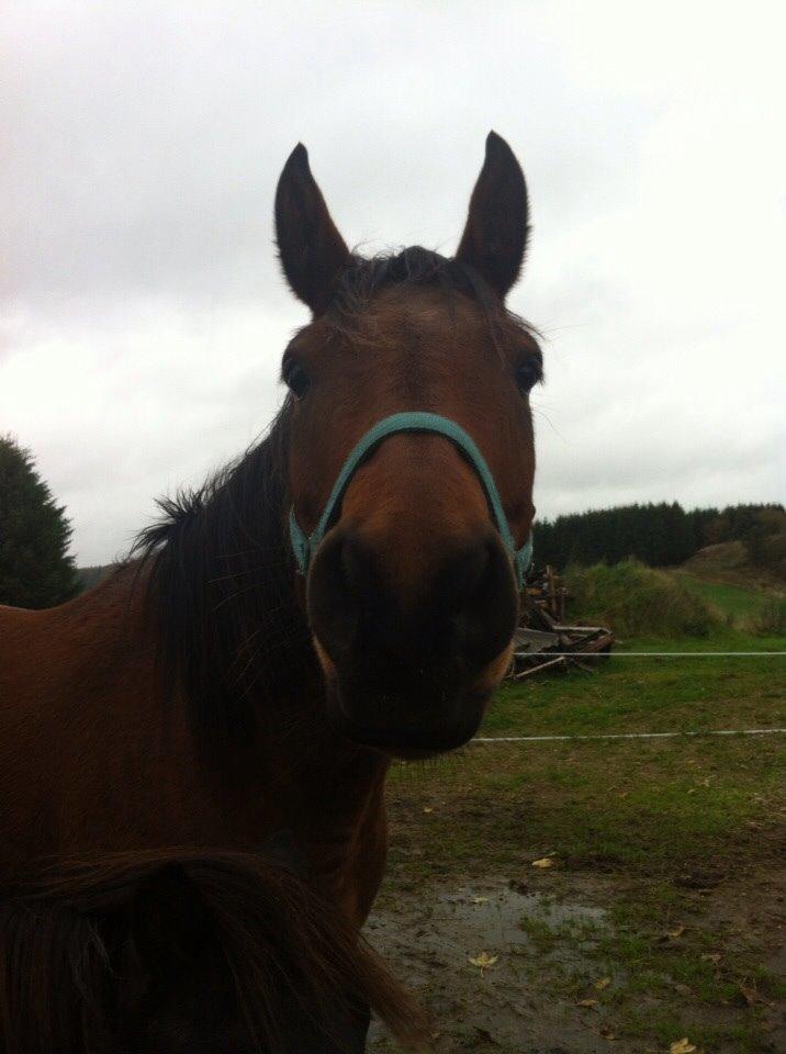 Anden særlig race Darling  billede 14