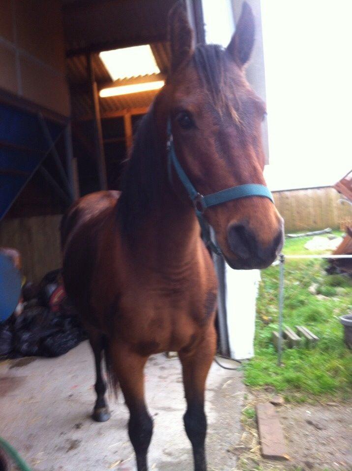 Anden særlig race Darling  billede 17