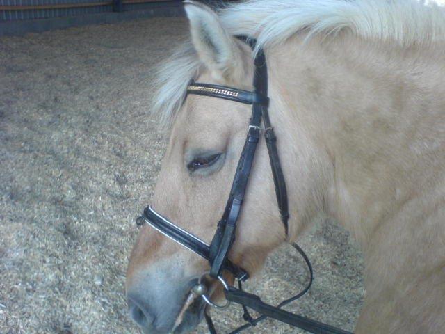 Fjordhest Søs [Himmelhest] billede 5