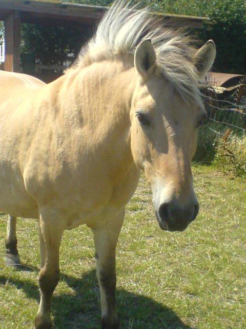 Fjordhest Søs [Himmelhest] billede 1