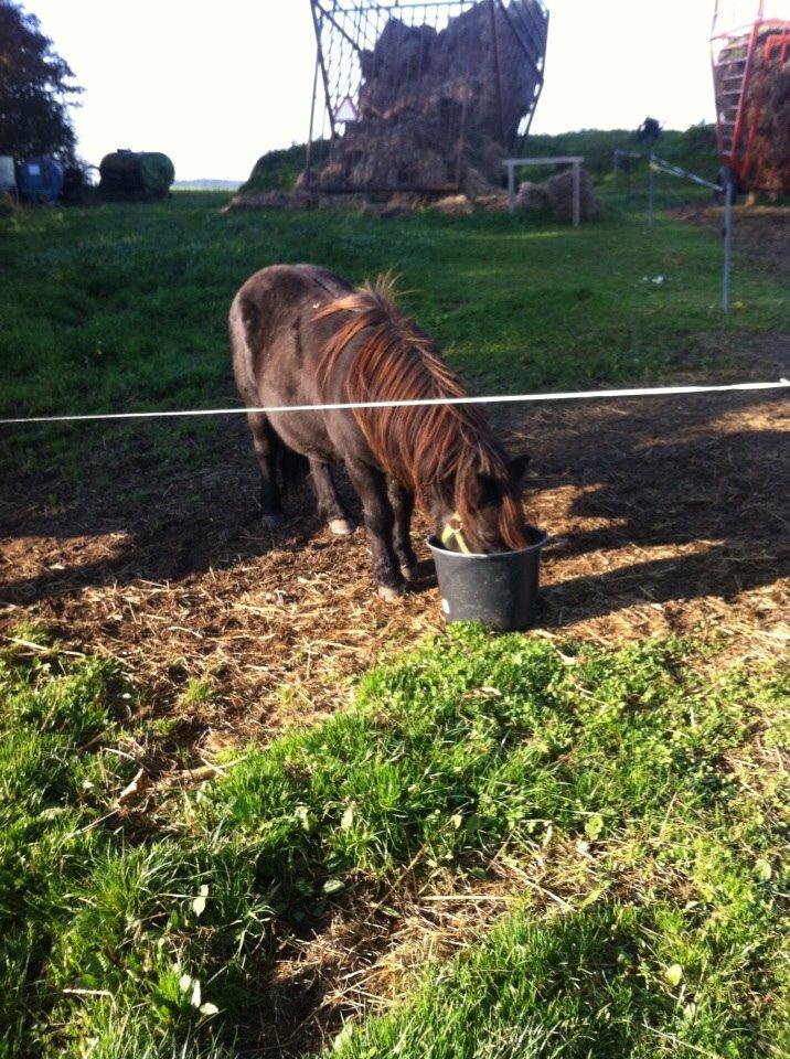 Shetlænder Mulle.  billede 3
