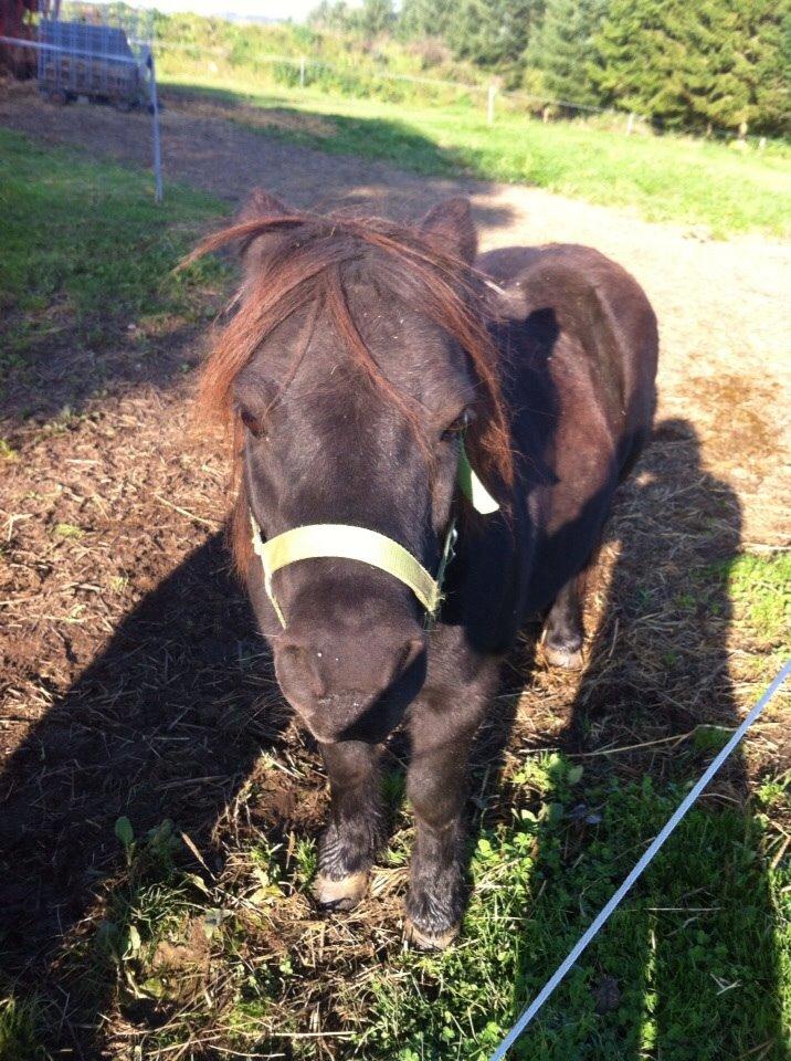 Shetlænder Mulle.  billede 4