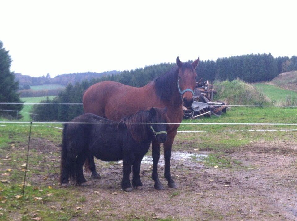 Shetlænder Mulle.  billede 6