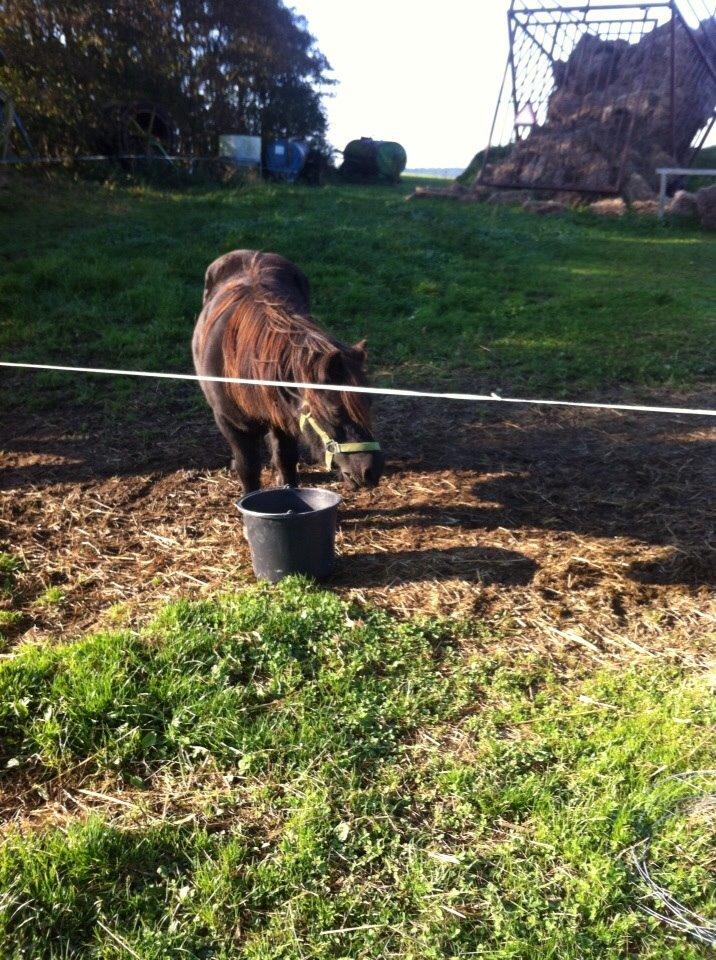 Shetlænder Mulle.  billede 5
