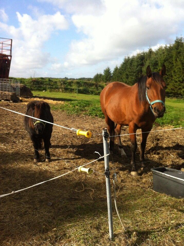 Shetlænder Mulle.  billede 7