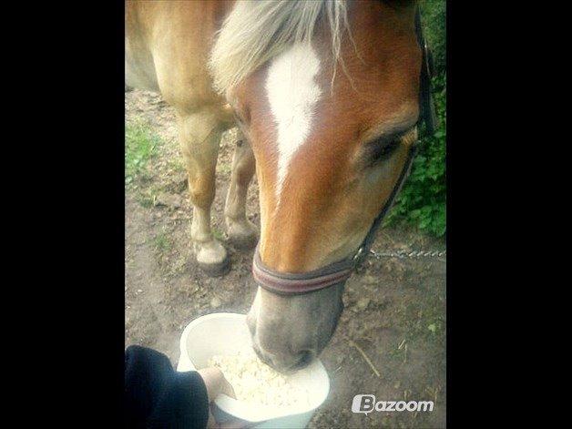 Haflinger Nuka billede 1