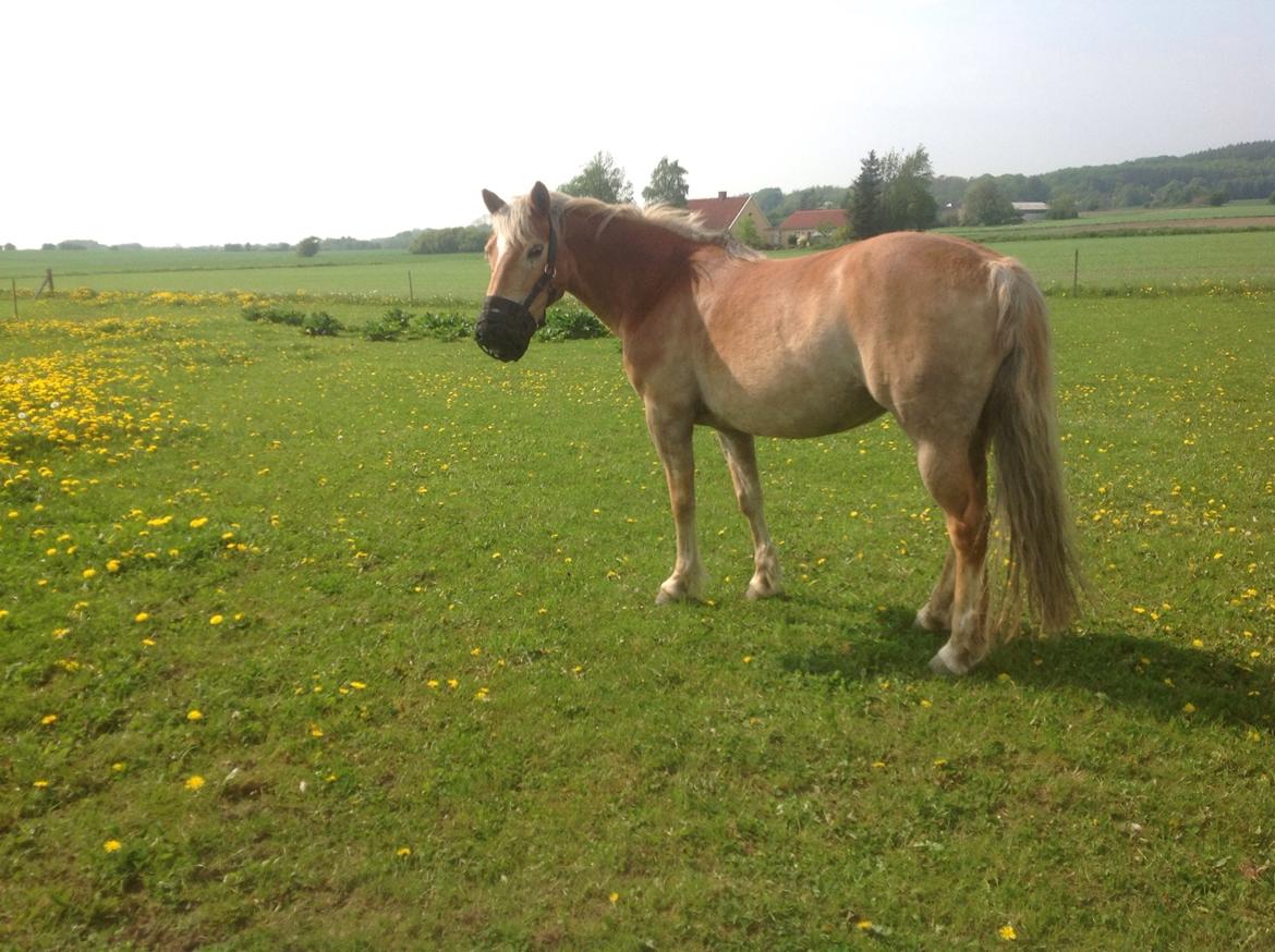 Haflinger Nuka billede 4