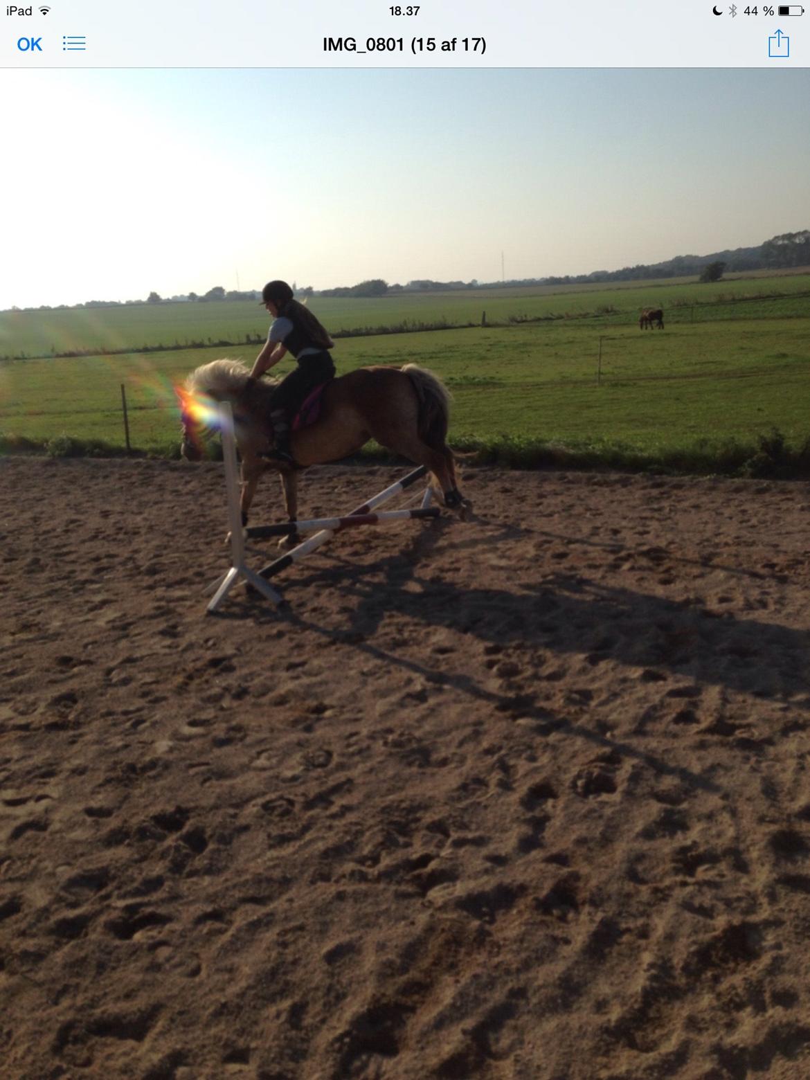 Haflinger Nuka billede 5