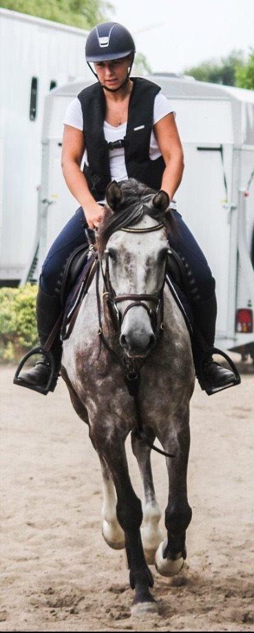 Holstener Vivaldi af Gregersminde  billede 2