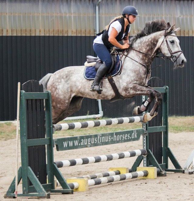 Holstener Vivaldi af Gregersminde  billede 7