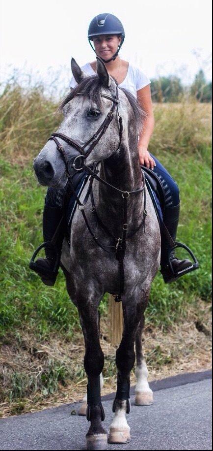 Holstener Vivaldi af Gregersminde  billede 8