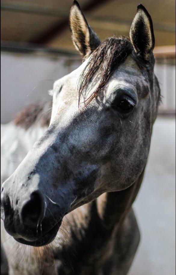 Holstener Vivaldi af Gregersminde  billede 12