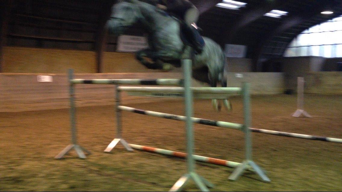 Holstener Vivaldi af Gregersminde  billede 14