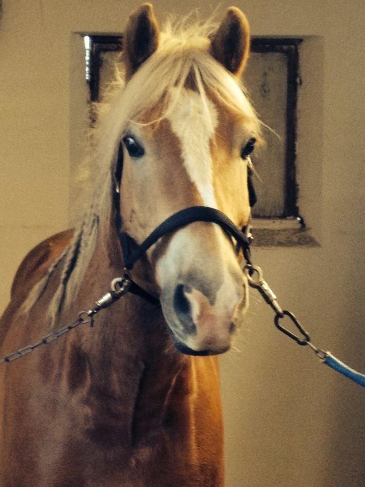 Haflinger Nero billede 15