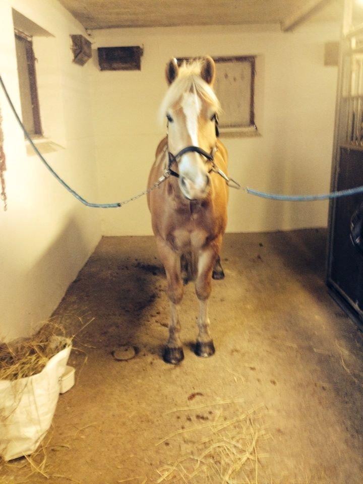 Haflinger Nero billede 18