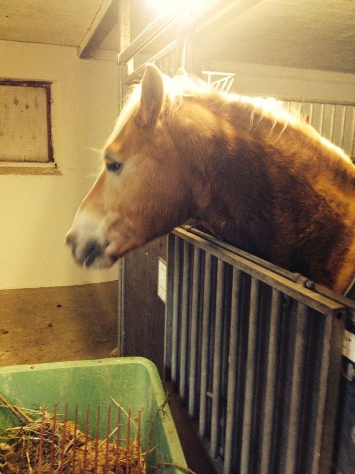 Haflinger Nero billede 21