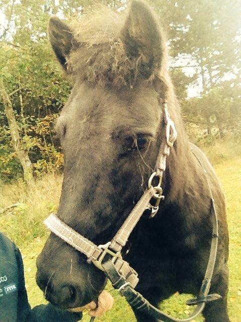 Shetlænder Pony Luna billede 6