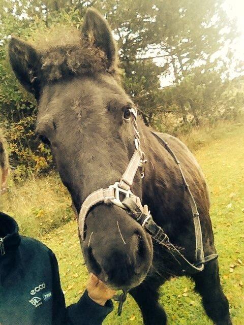 Shetlænder Pony Luna billede 9