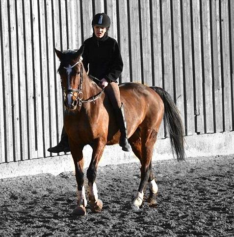 Dansk Varmblod Fantasy [Tidl. part] billede 12