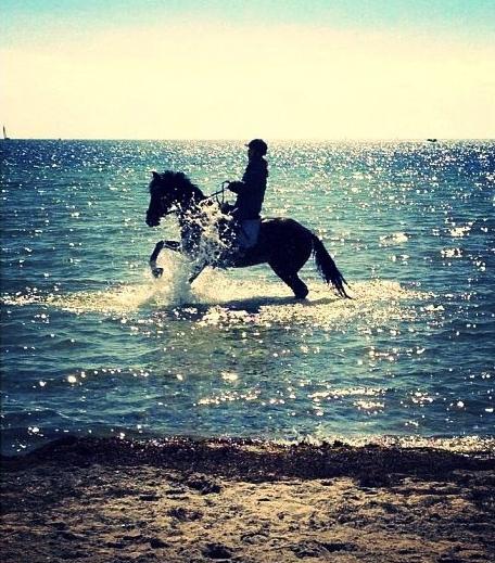 Dansk Varmblod Fantasy [Tidl. part] billede 17