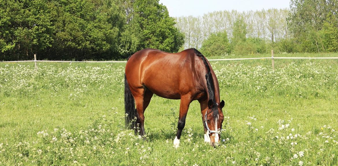 Dansk Varmblod Fantasy [Tidl. part] - (Billede: Mig 22/05 2012)

There is no secret so close as that between a rider and his horse.  - Robert Smith Surtees billede 15