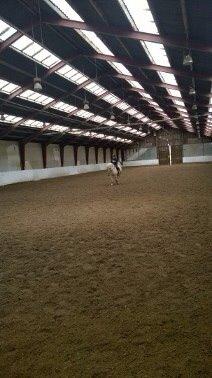 Fjordhest Hjarl billede 8